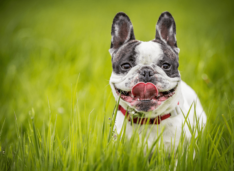 French Bulldog Colors 25 Rare, Standard & Official Colors Marvelous Dogs