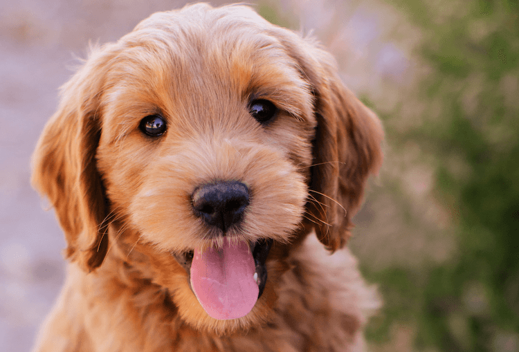Top 20 Goldendoodle Colors Types of Goldenpoos Marvelous Dogs