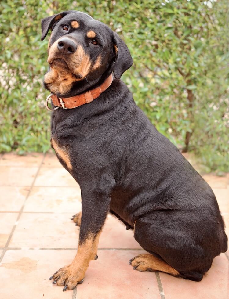 Whats The Difference Between A German Rottweiler And American Rottweiler