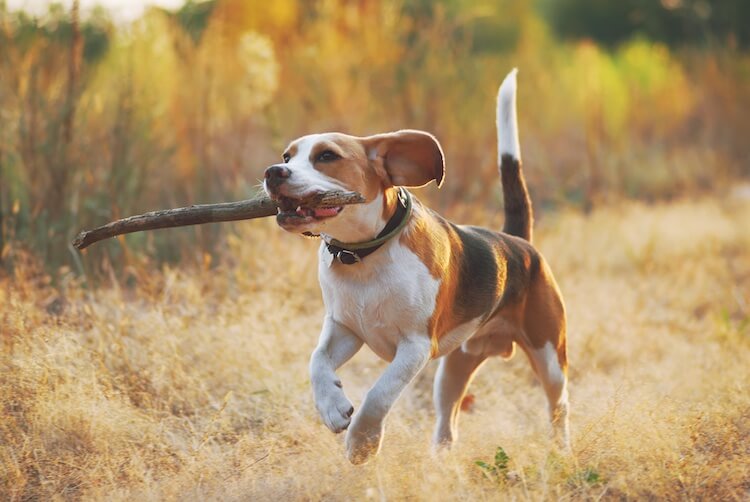 20 Athletic Small Dogs For Running And Hiking Marvelous Dogs