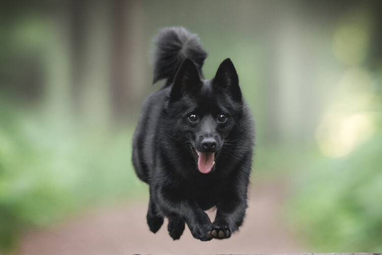 20 Athletic Small Dogs For Running And Hiking Marvelous Dogs