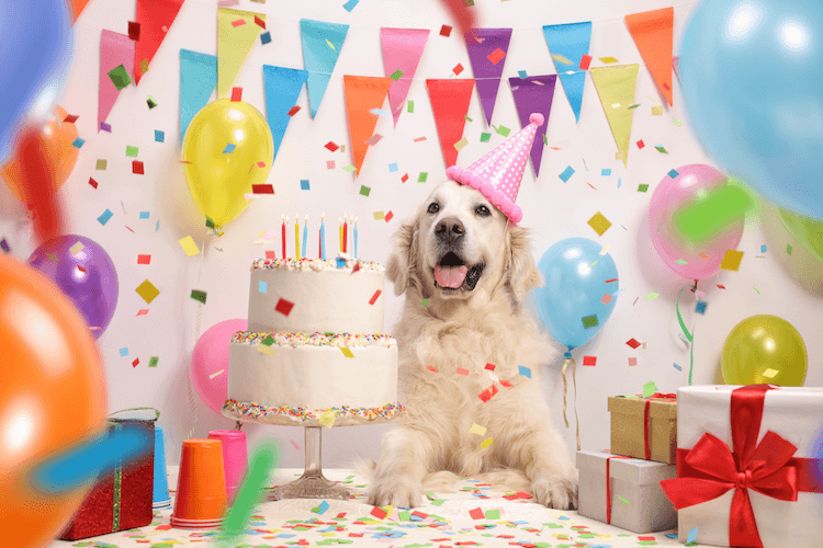 Dog Years To Human Years Dog Age Calculator & Chart Marvelous Dogs