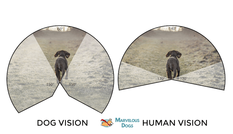 What Do Dogs See 10 Dog Vision Examples Marvelous Dogs