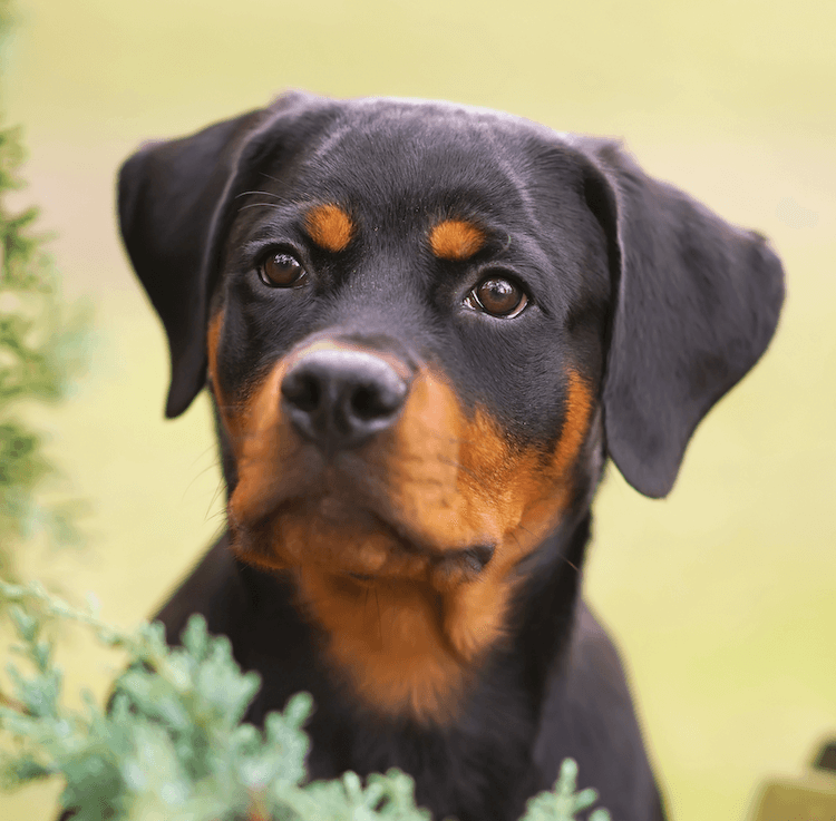 10 Best Rottweiler Breeders In The US Marvelous Dogs