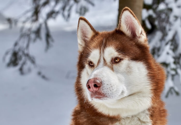 Red Husky Dog Everything You Need To Know Marvelous Dogs