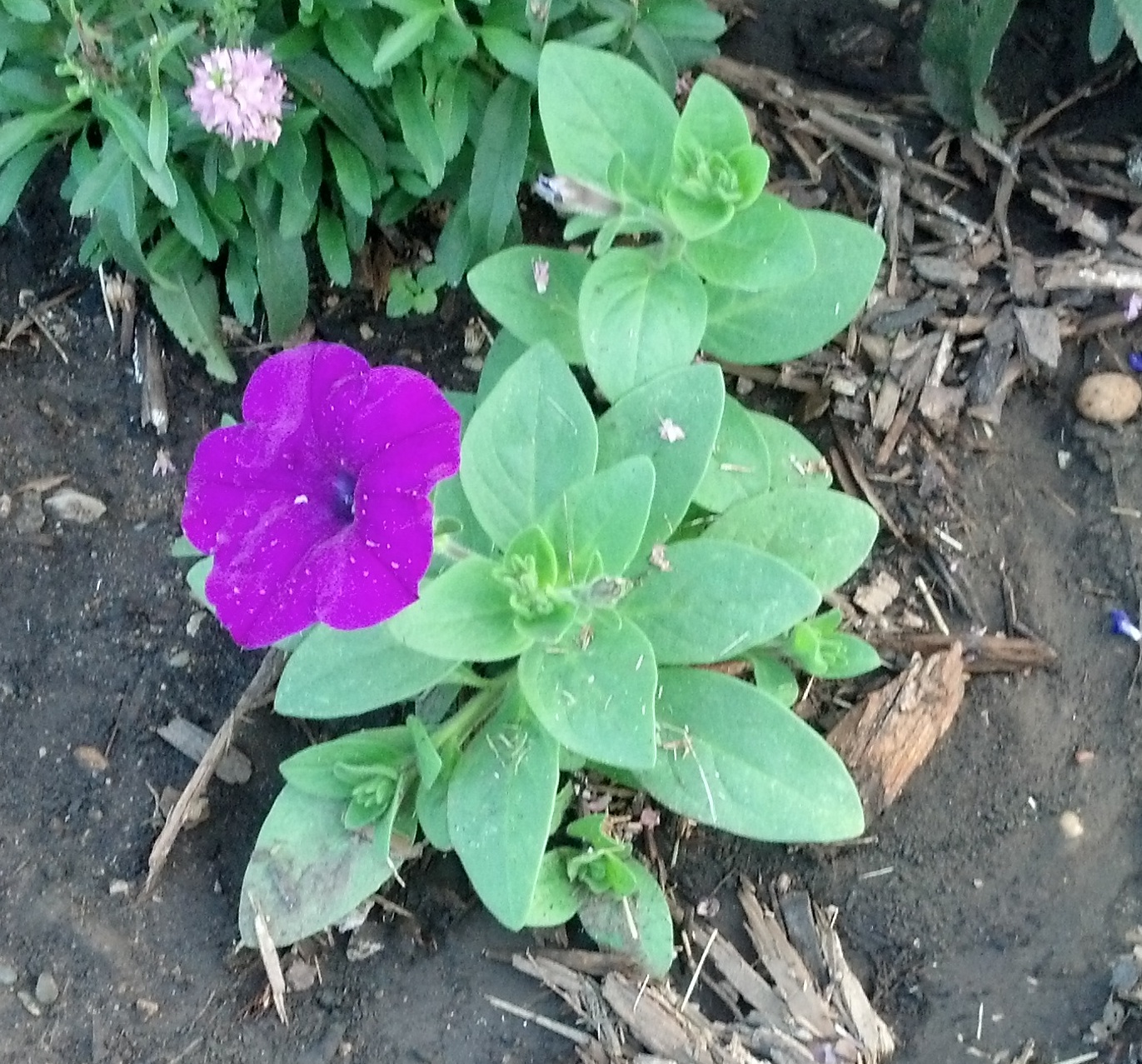 One Brave Flower Schwans and Lohr Family Roots Blog