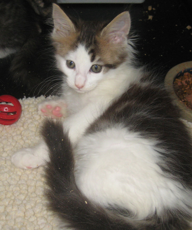 Oriental Shorthair Kitten & Maine Coon Cat Breeder in PA & NJ Mary Lambs