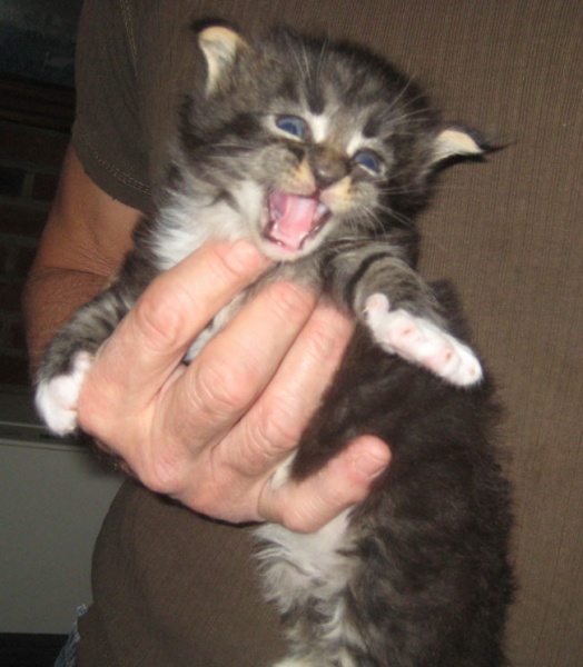 Oriental Shorthair Kitten & Maine Coon Cat Breeder in PA & NJ Mary Lambs