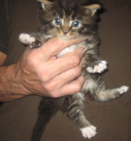 Oriental Shorthair Kitten & Maine Coon Cat Breeder in PA & NJ Mary Lambs
