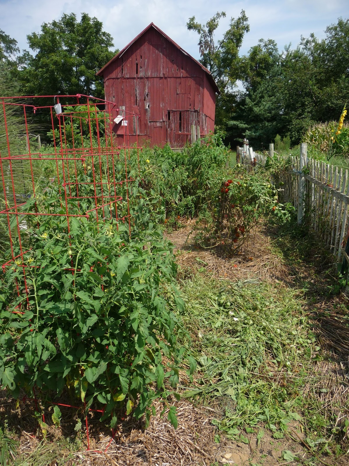 Grafted Tomatoes Maryland Grows