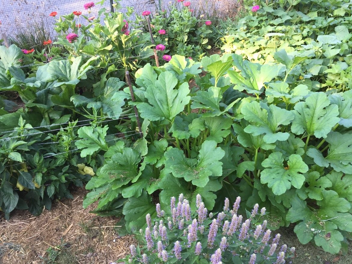 ‘Costata Romanesco’ A zucchini that will make you smile Maryland Grows
