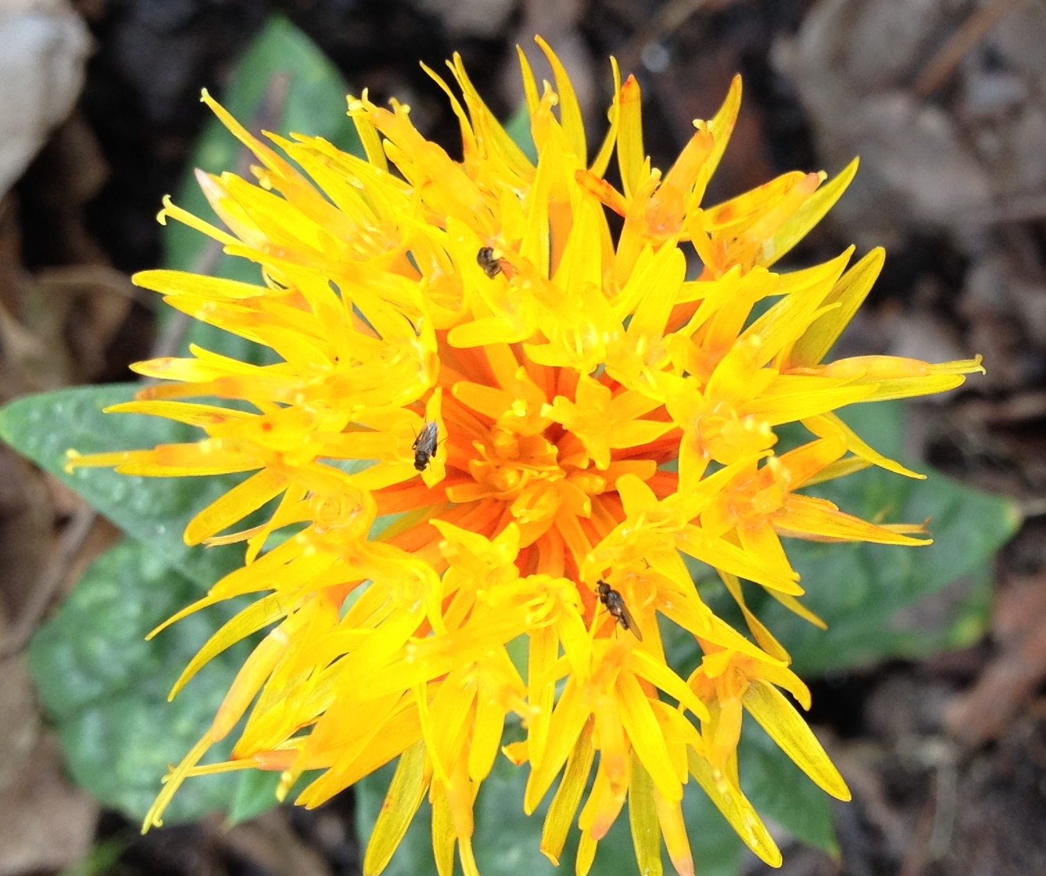 Don’t grow these edible plants! (unless you really want to) Maryland