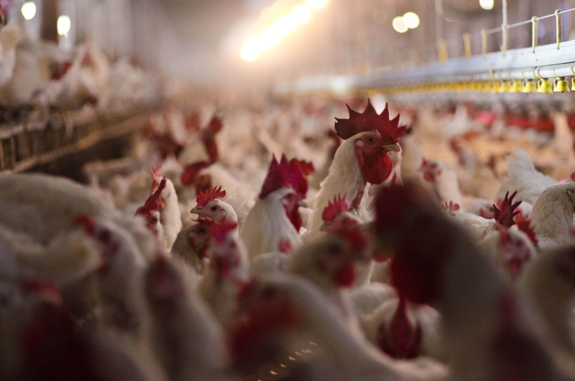 Report Majority of Poultry Farms in Md. Failed Inspections But Faced