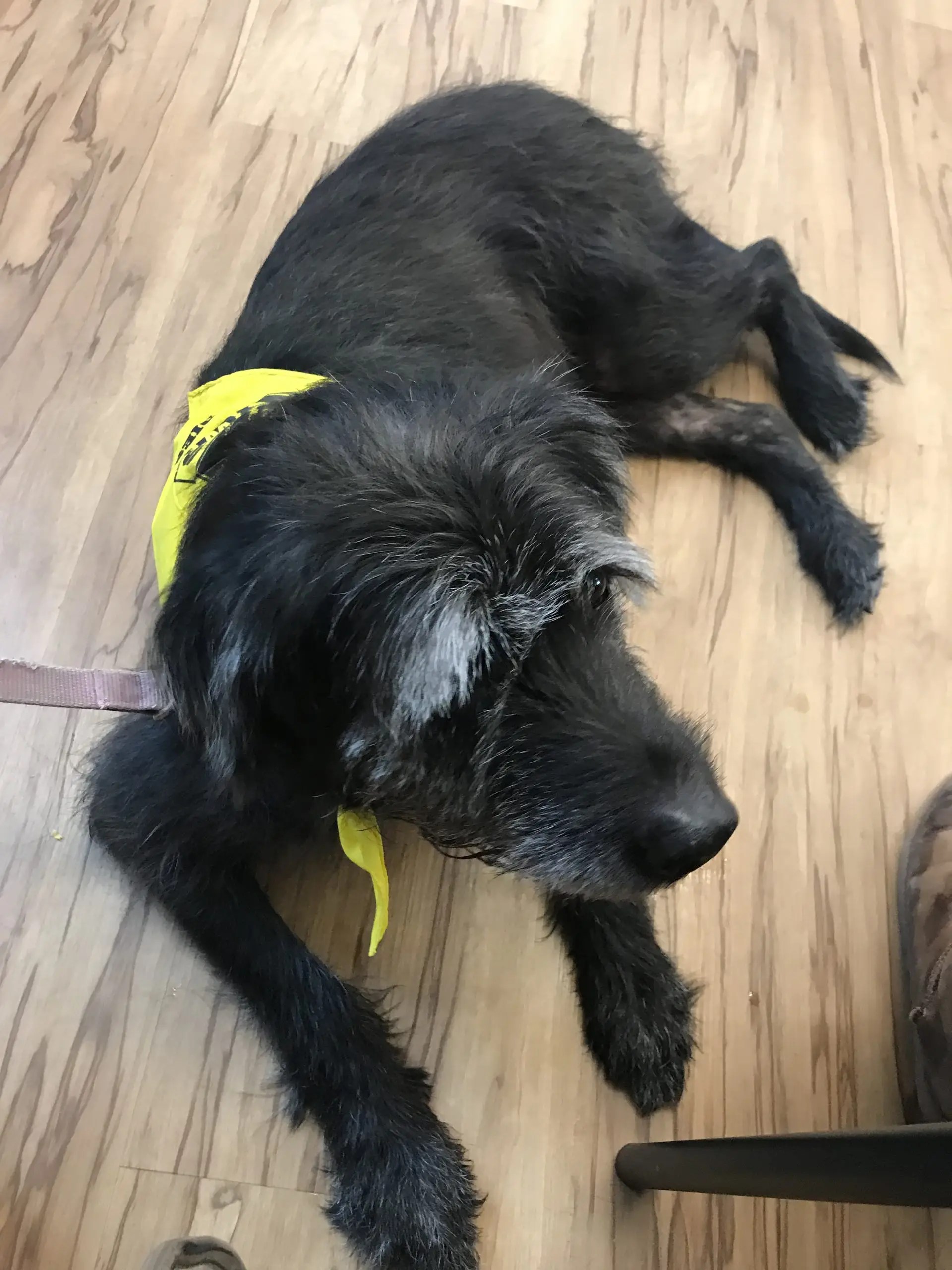 It’s Time for Dog Power! Baltimore Humane Society will be represented