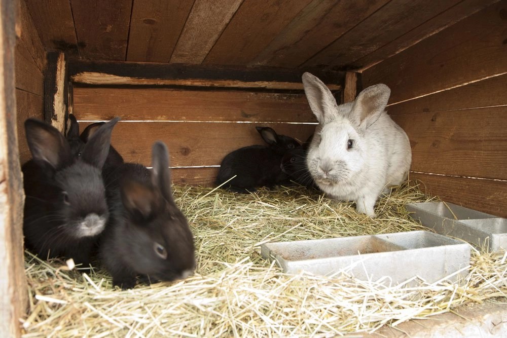 Pet Rabbits Making Your Own Rabbit Cage Maryland Pet