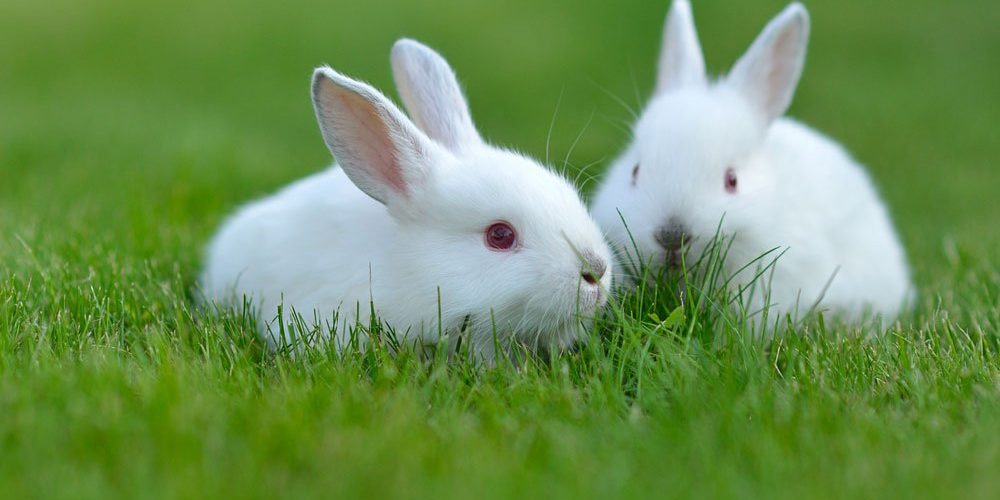 Pet Rabbits Life Expectancy, and Other Interesting Rabbit Facts