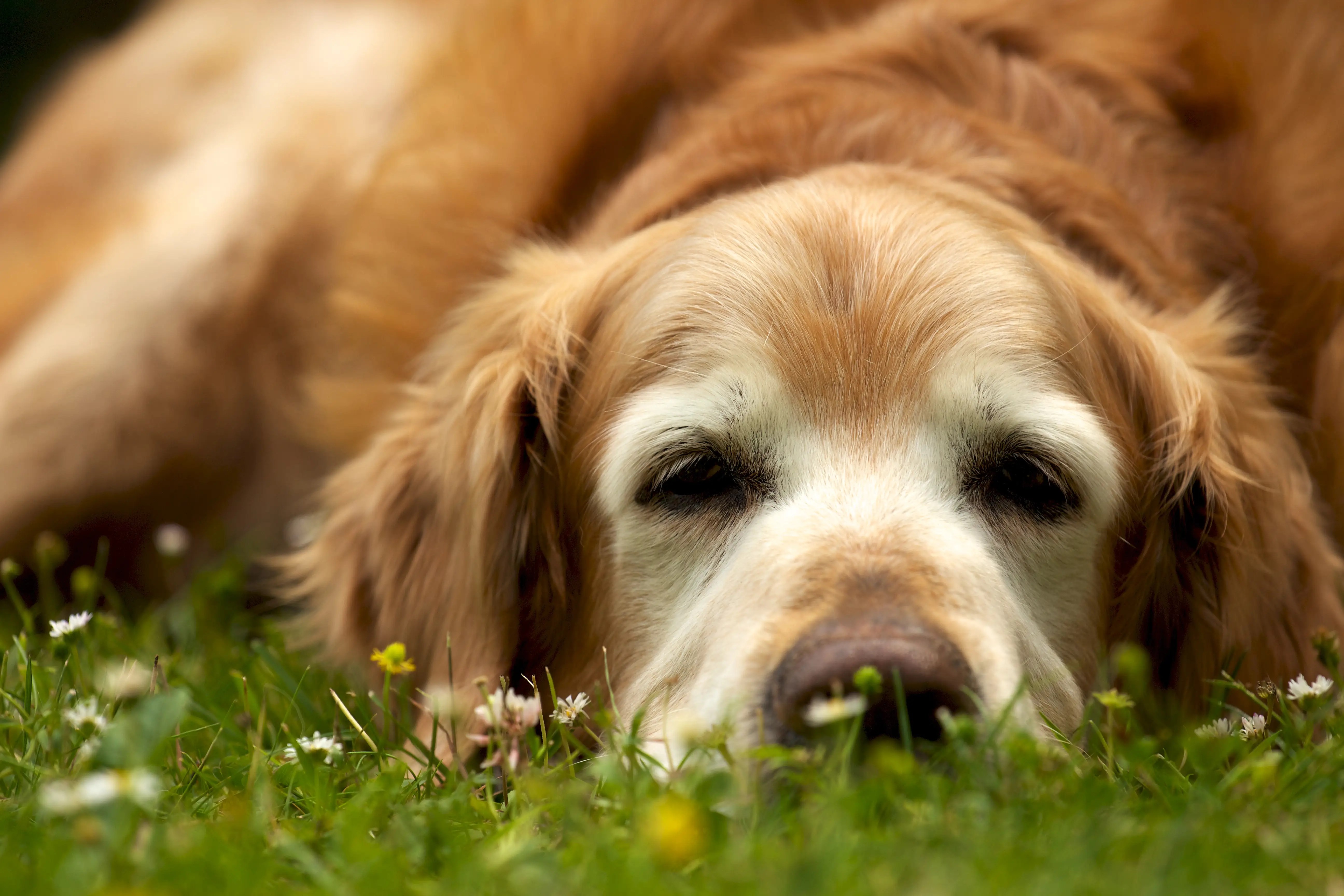 How You Can Help Your Senior Dog Love His Golden Years Maryland Pet