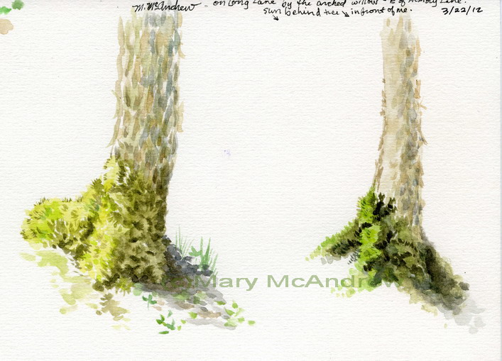 Watercolor Studies of Moss on Trees « Mary McAndrew