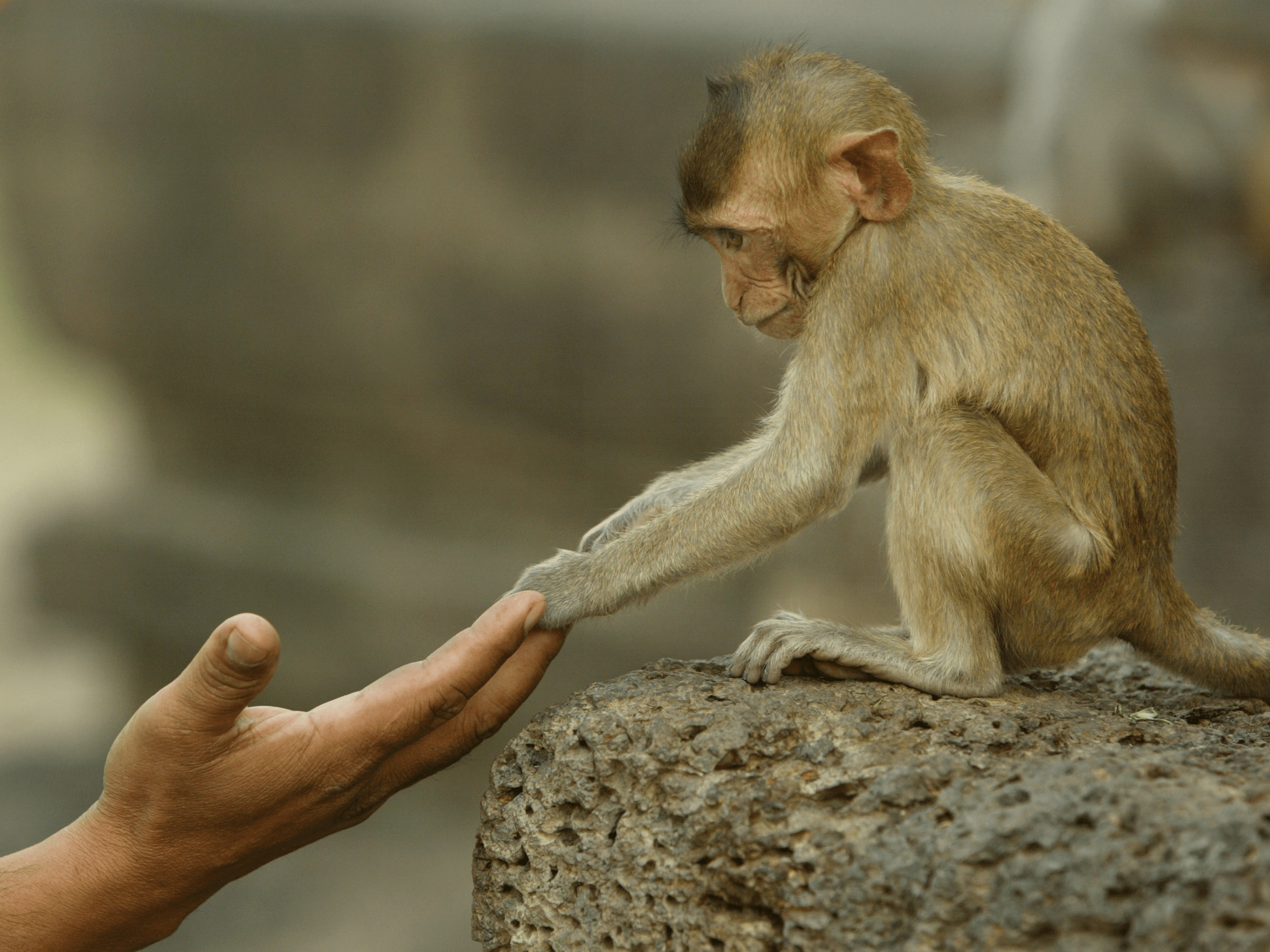 Monkey Hands