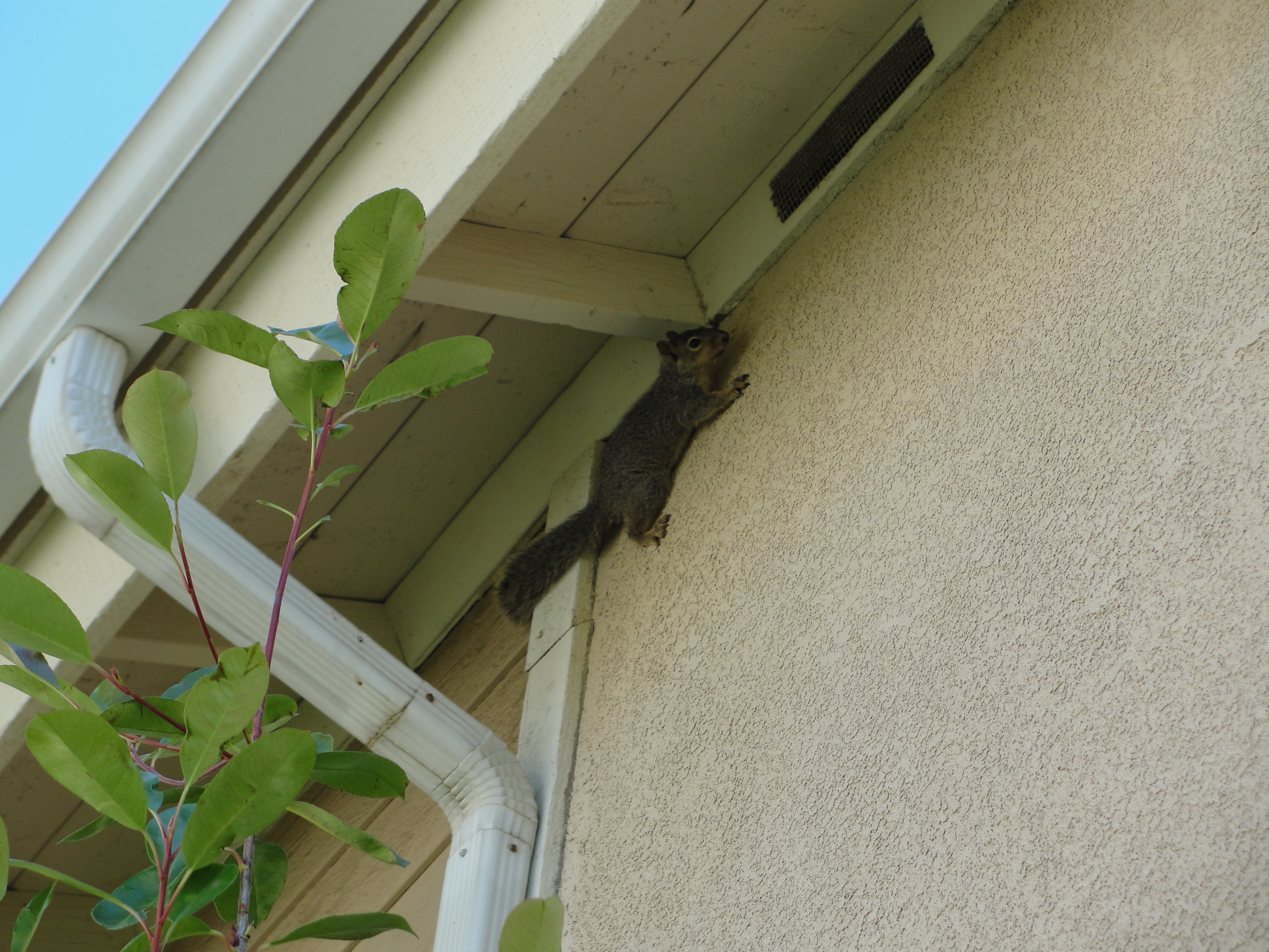 Nimble squirrel « ((little fat notebook))