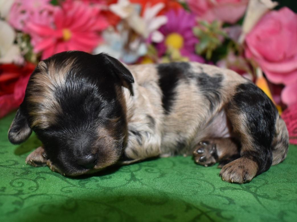 Cocos Cockapoo Puppies for Sale In Colorado Springs