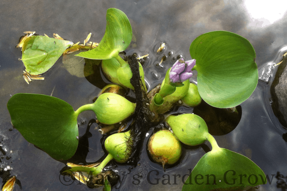 Water Hyacinth Mary's Garden Grows