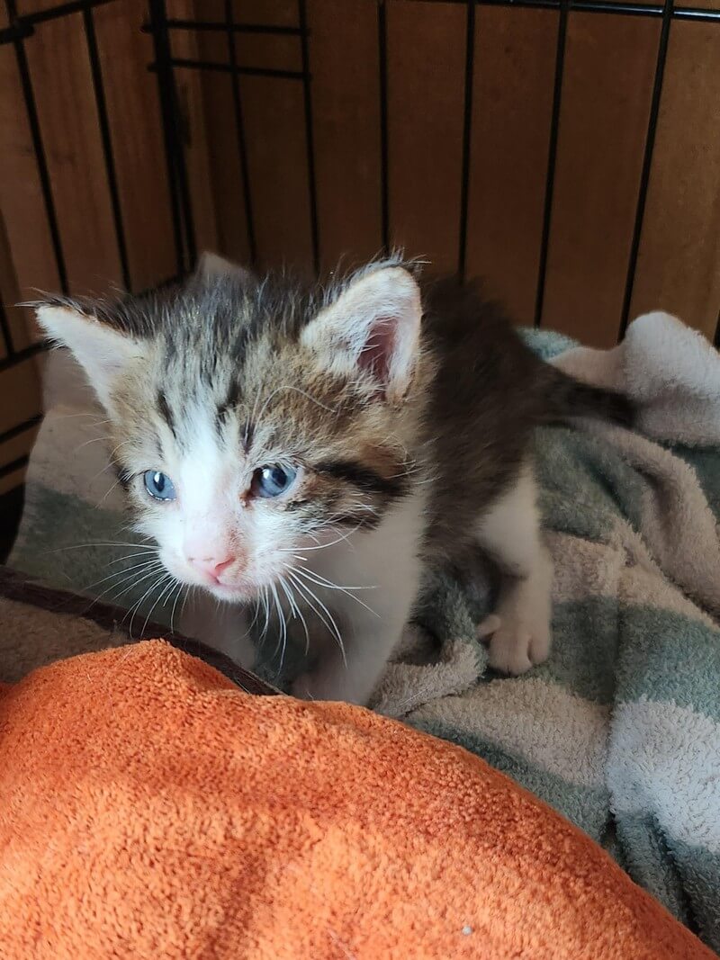 Home Mary’s KitCat Adoption Lounge, Inc.