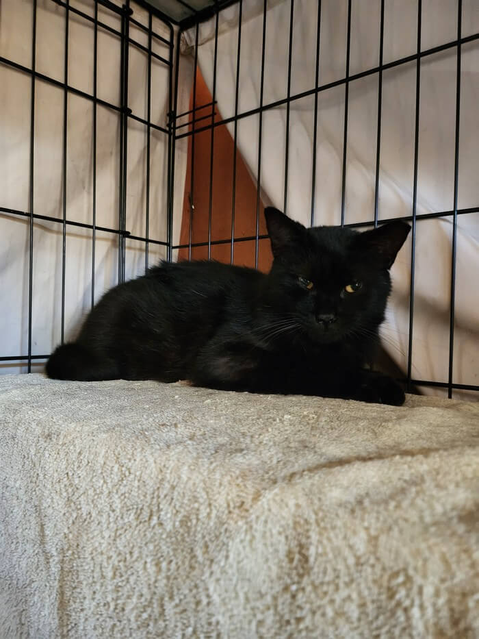 Available Pets Mary’s KitCat Adoption Lounge, Inc.