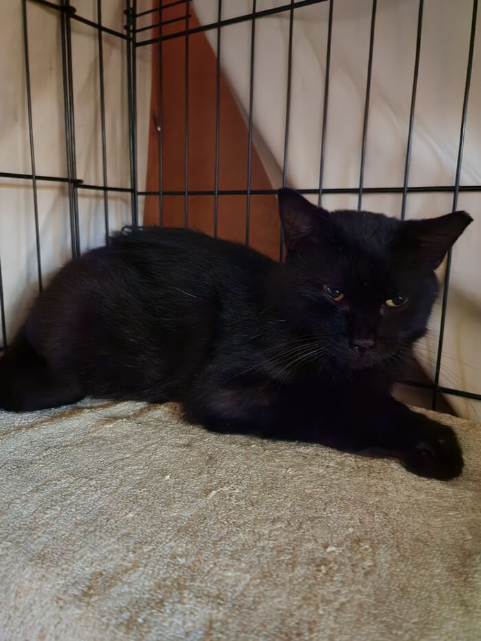 Available Pets Mary’s KitCat Adoption Lounge, Inc.