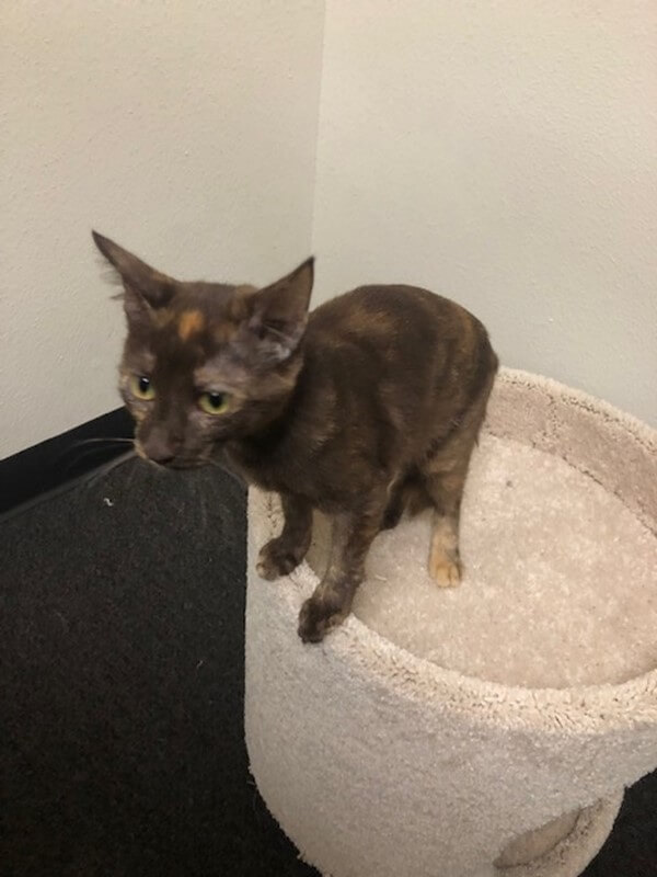 Available Pets Mary’s KitCat Adoption Lounge, Inc.