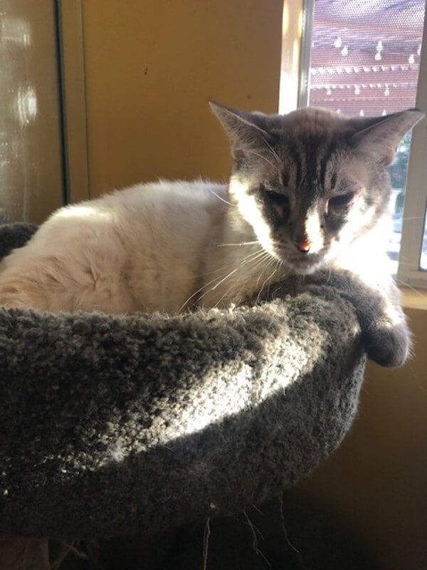 Available Pets Mary’s KitCat Adoption Lounge, Inc.