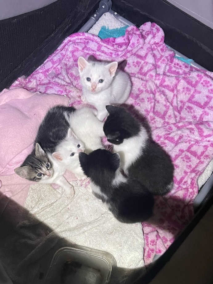 Home Mary’s KitCat Adoption Lounge, Inc.