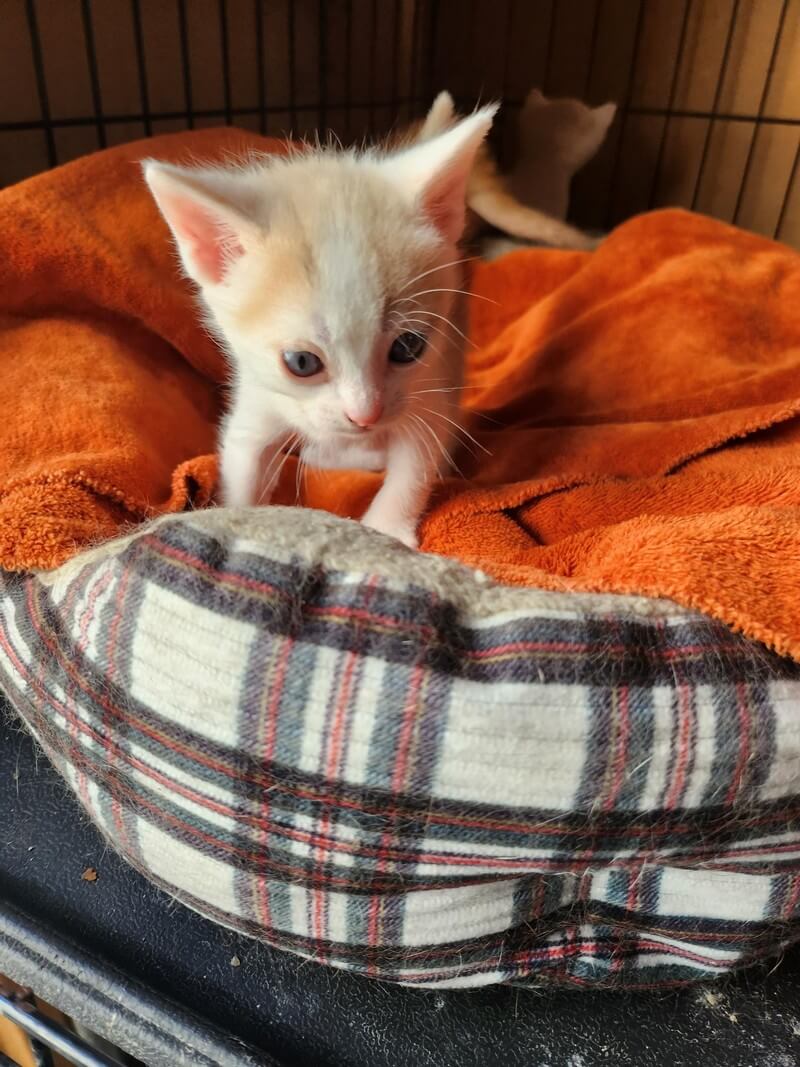 Home Mary’s KitCat Adoption Lounge, Inc.