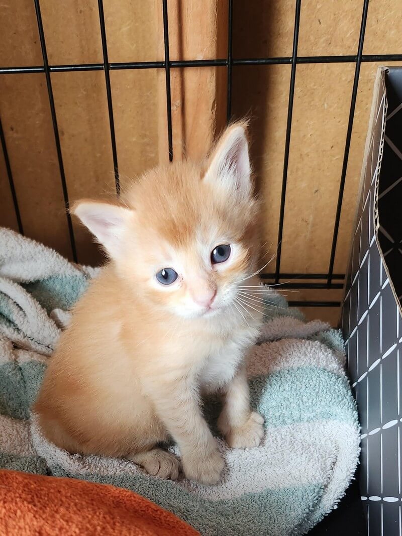 Home Mary’s KitCat Adoption Lounge, Inc.