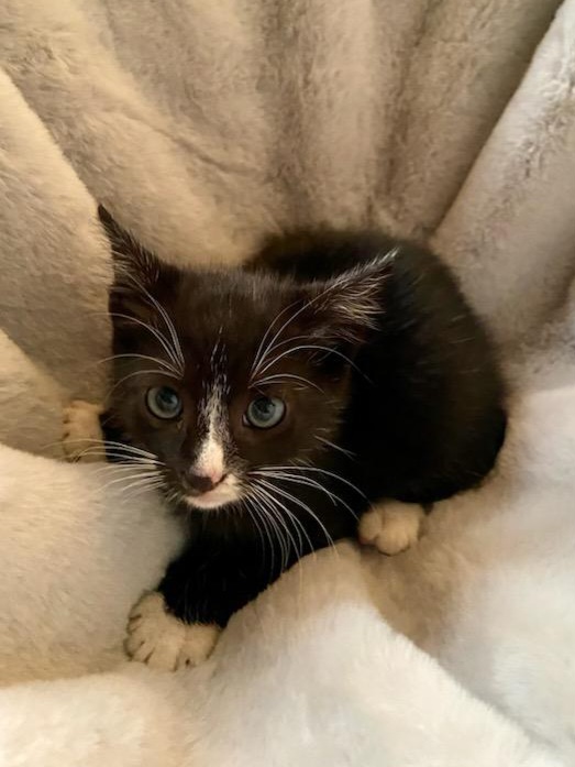 Home Mary’s KitCat Adoption Lounge, Inc.