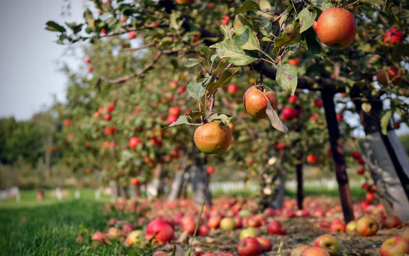 These Plants Are Attracting Pests to Your Yard How to Care Of Your