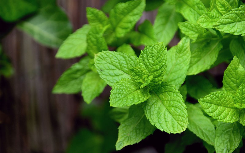 Grow These Plants if You Want to Get Rid of Spiders at Home How to