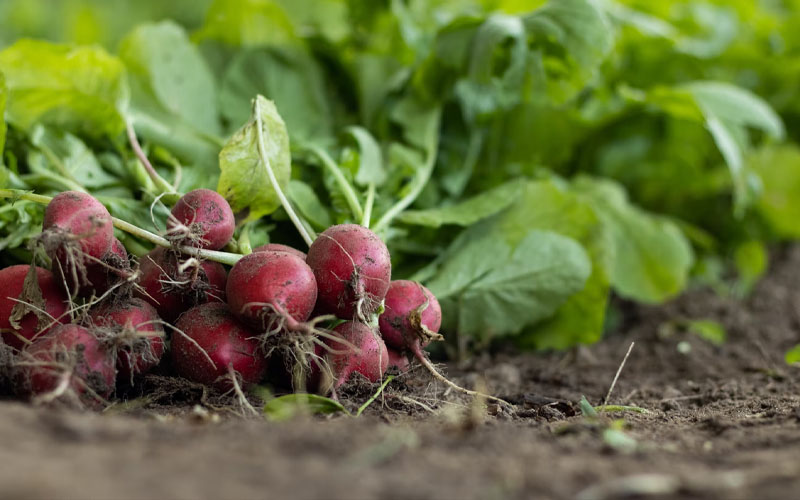 10 Vegetables that You Can Plant in Summer How to Care Of Your Plants