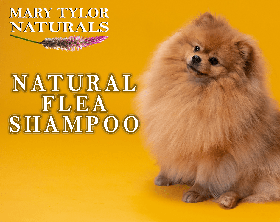 How to Make Natural Flea Shampoo Mary Tylor Naturals
