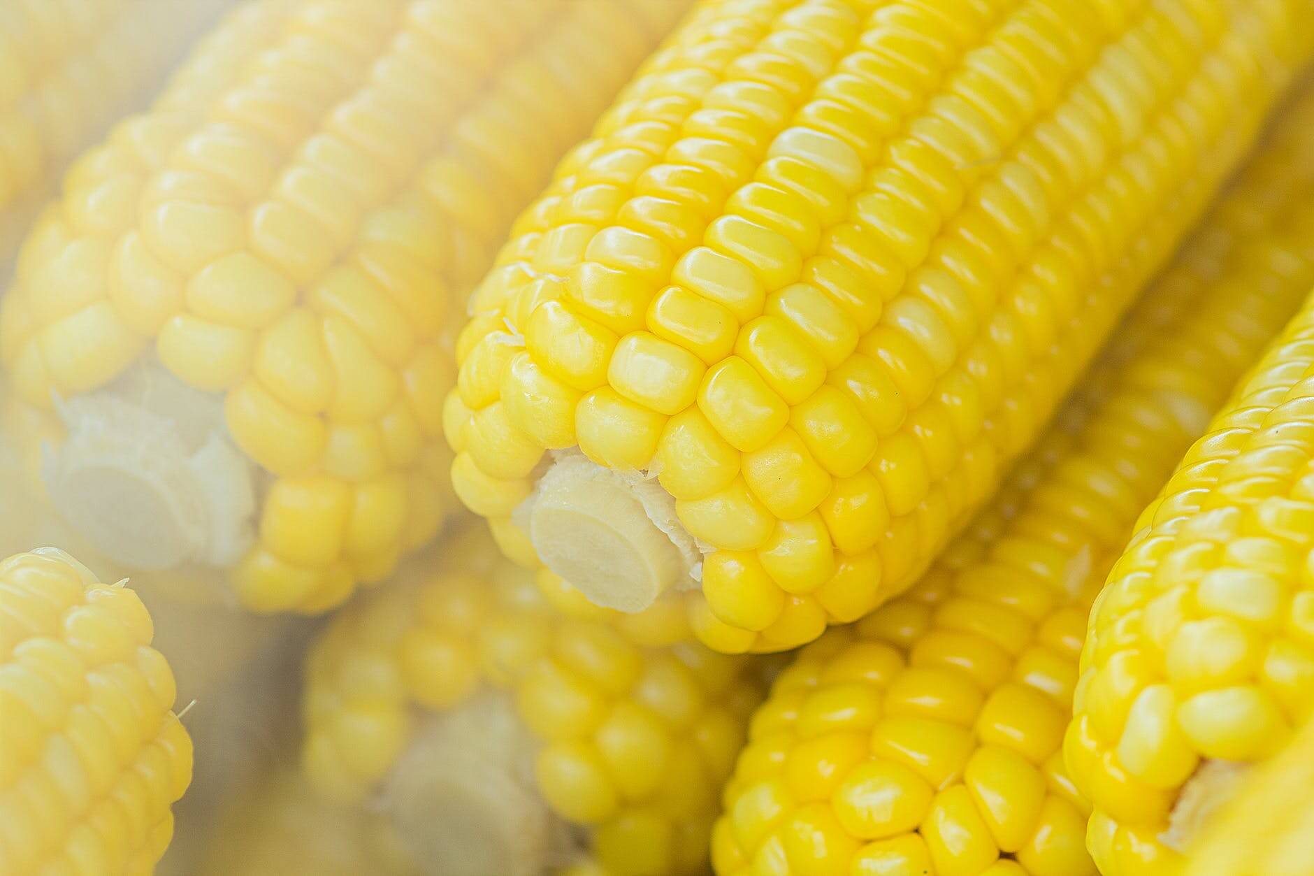 Is Corn Good for Weight Loss? Benefits and Facts (2021)