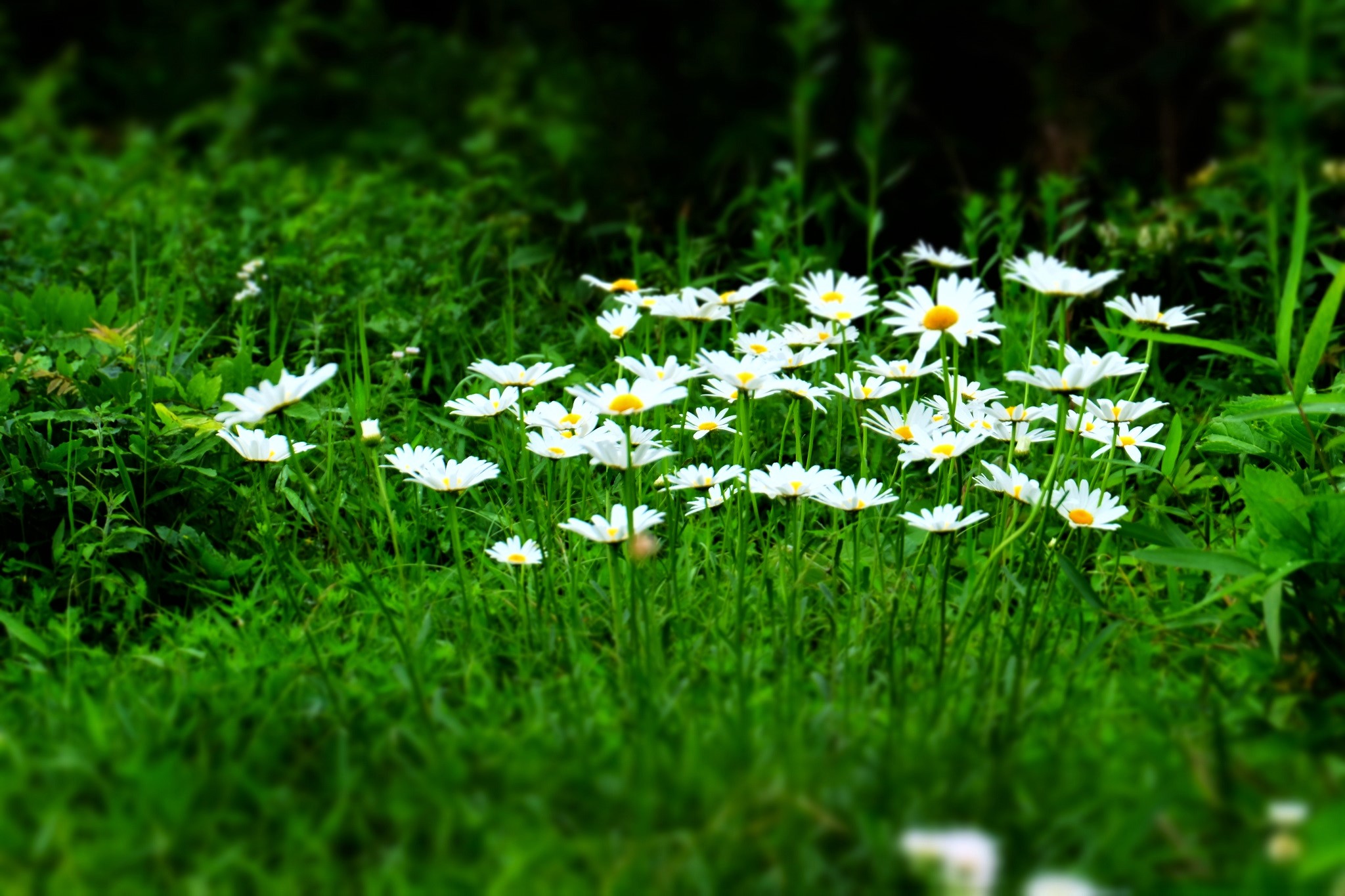原田マハ 森への想い Thoughts through the Trees
