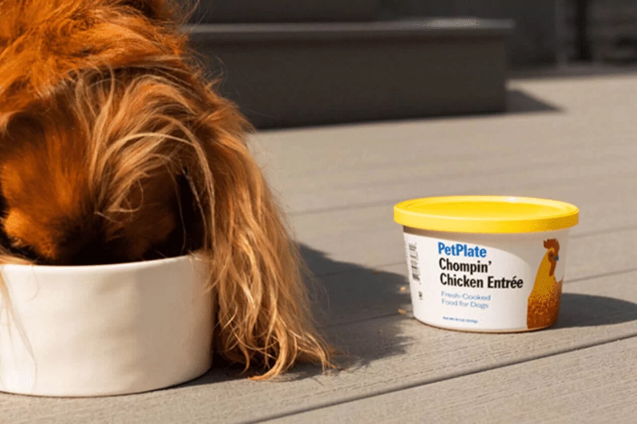 Ollie vs Pet Plate Which is the Best Fresh Dog Food Delivery Service?