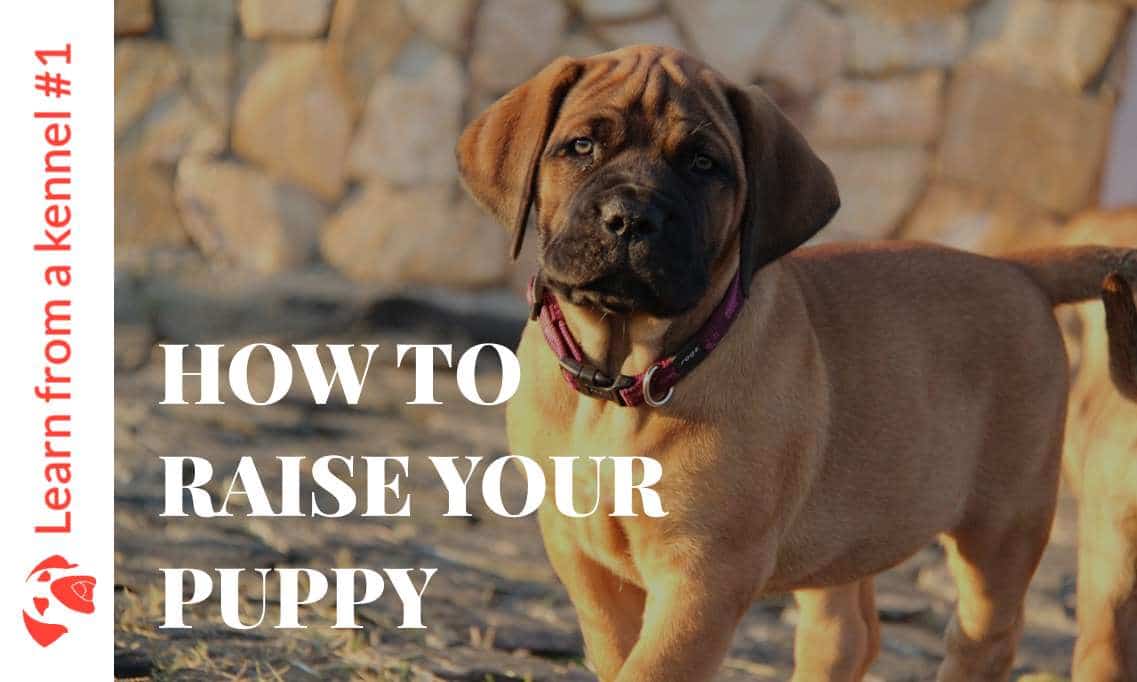 Learn from a kennel how to raise a boerboel puppy in 2020 Mascot