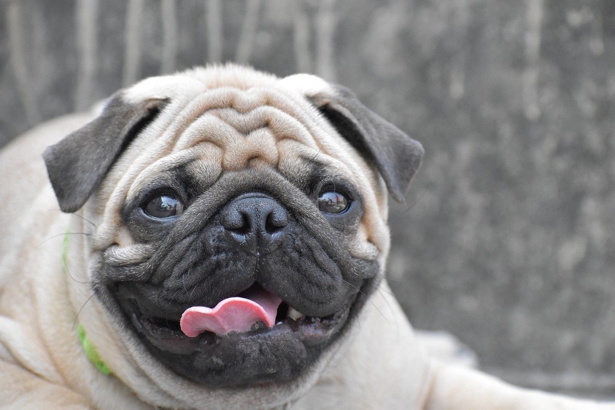 Los 10 perros más feos del mundo