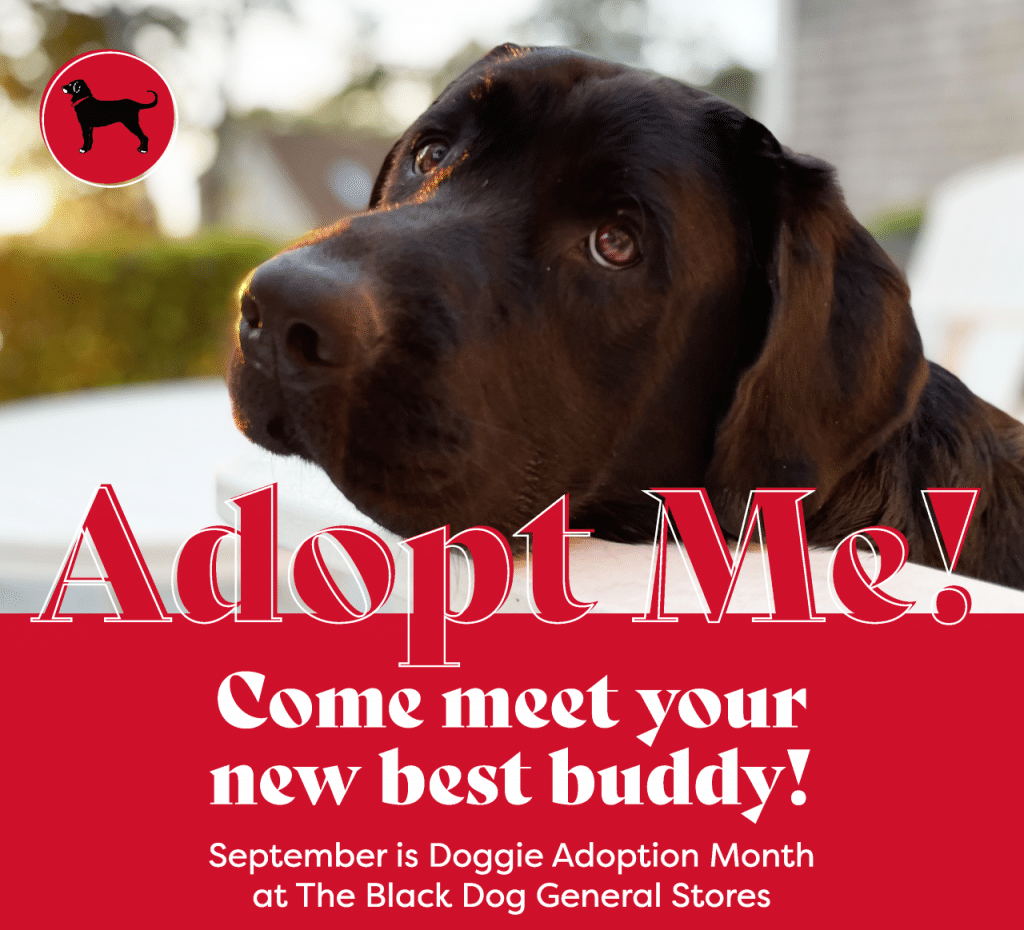 The Black Dog Mashpee Doggie Adoption Event Mashpee Commons