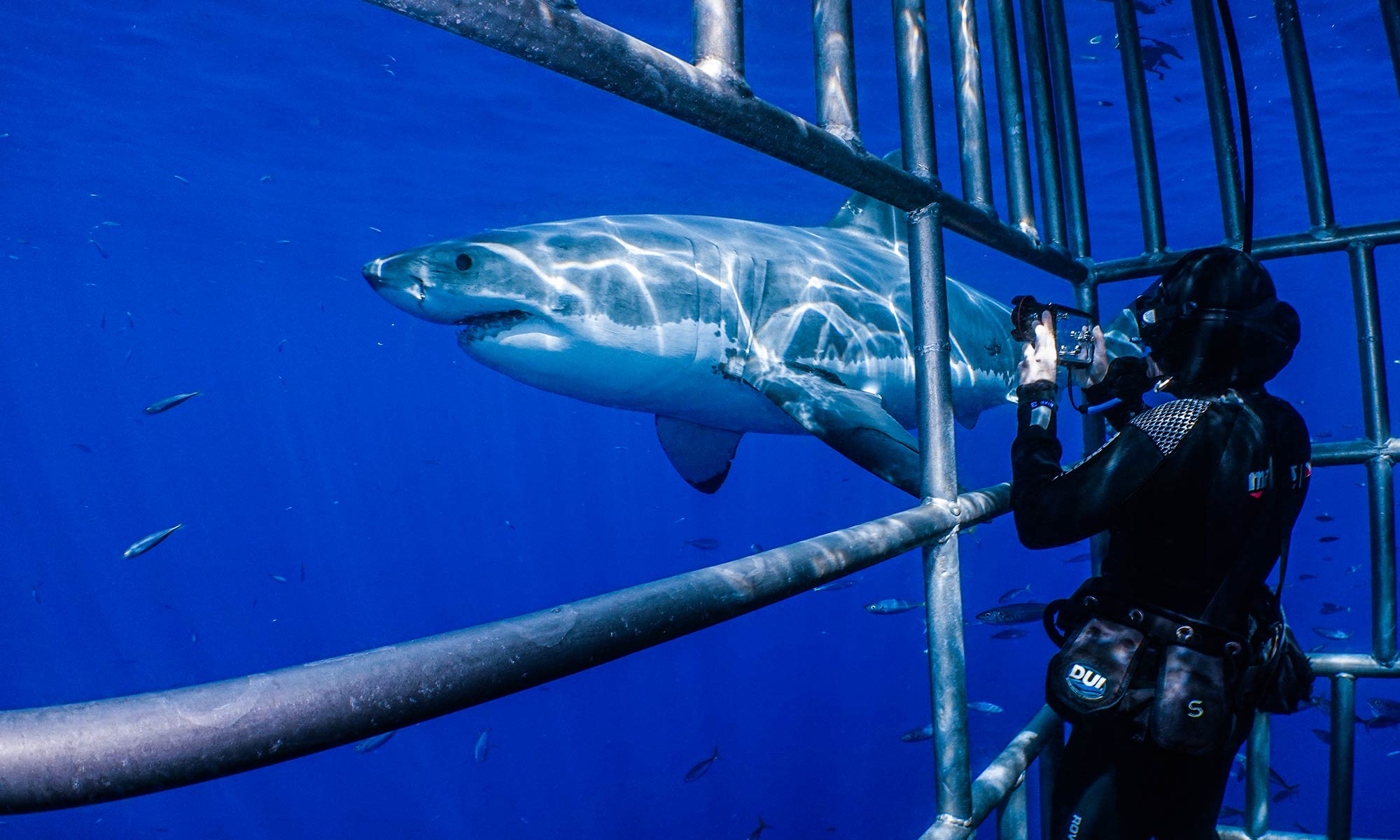 Guadalupe Great White Sharks Mas Luxury Escapes