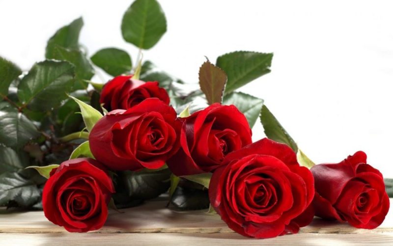 Kata Kata Bunga Mawar Matahari Cinta Bijak Mutiara