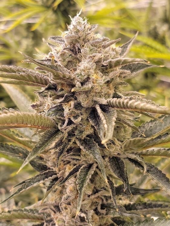 Sour Diesel Runtz x Wilson Masonic