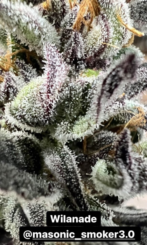 "Wilandae" (Melonade x Wilson) Masonic