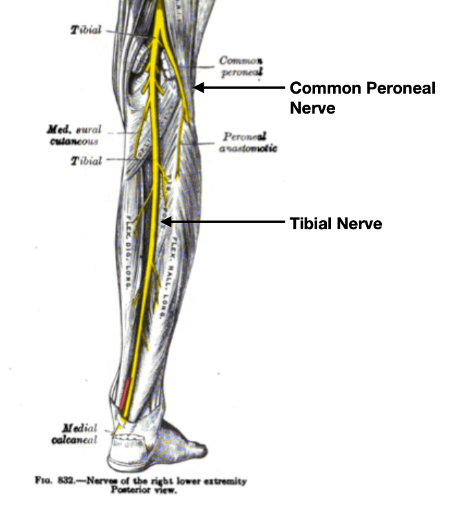 Tibial and Peroneal Nerve Glides with Cups Massage Library